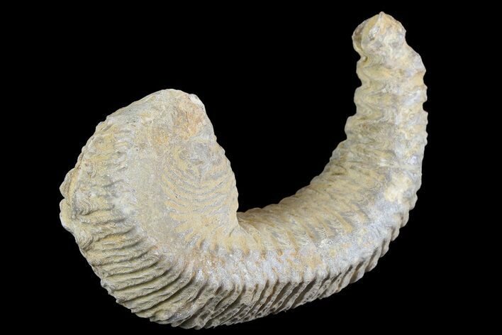 Cretaceous Fossil Oyster (Rastellum) - Madagascar #177637